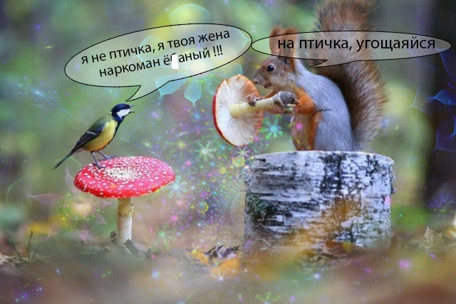Не шутите с птицами!