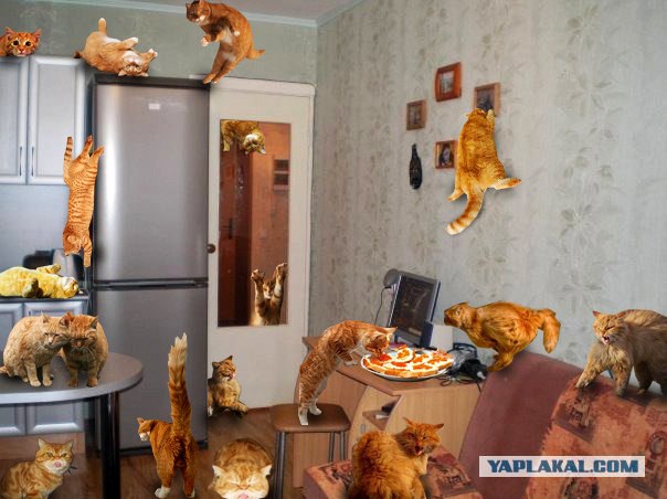 Найди кота