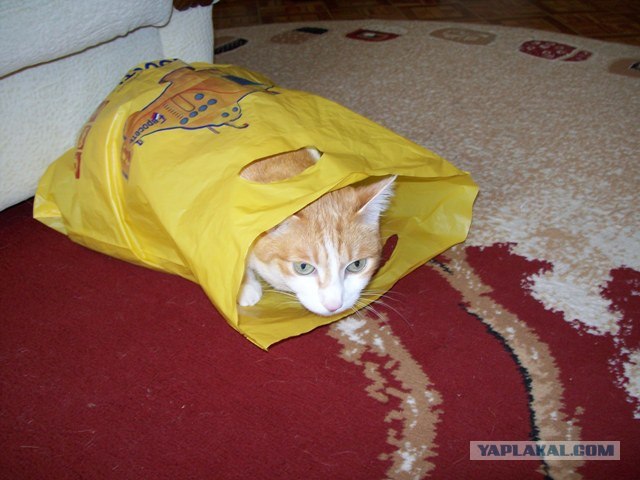 Кот и коробка