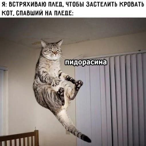 Лучшего видео на сон грядущий вы не найдете