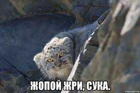 "Заправь нас, и мы отстанем"