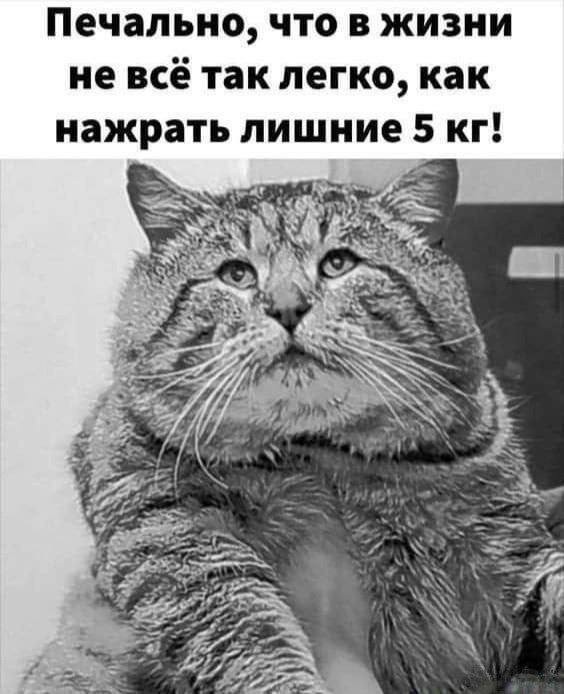 К котовторнику: подборка картинок-баянов с котиками и про котиков. Выпуск 40.