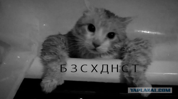 Электростатика и кот