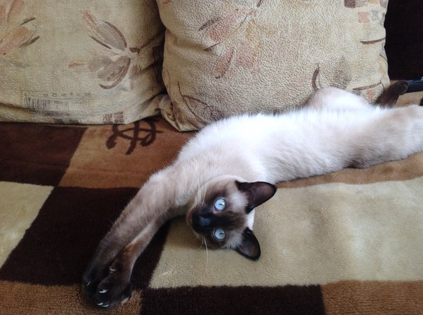Котовторник 27.5.2014
