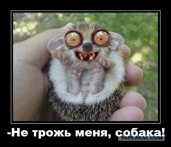Ягод и грибов пост