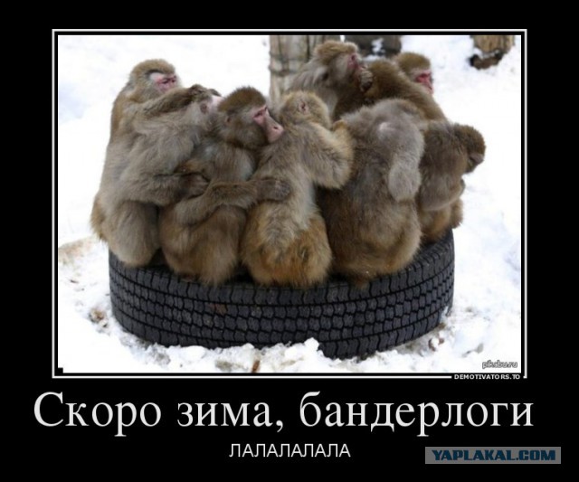 Разжижение мозга укропов достигло апогея.