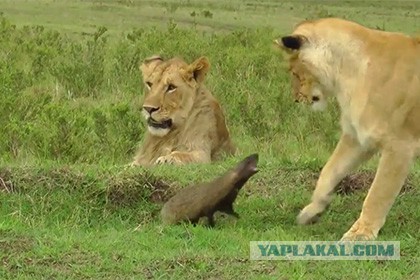 Мангуст отбился от нападения четырех львов в Кении