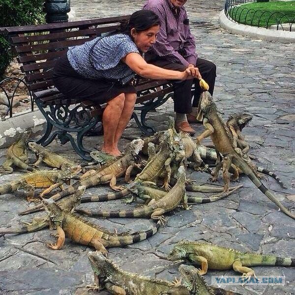 Весёлое из сети