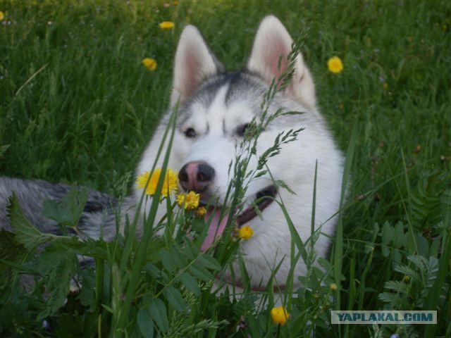 Харизматичные Хаски