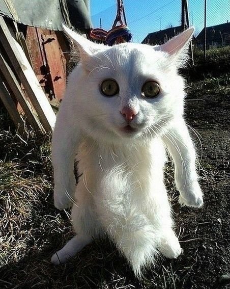 Аватары на заказ