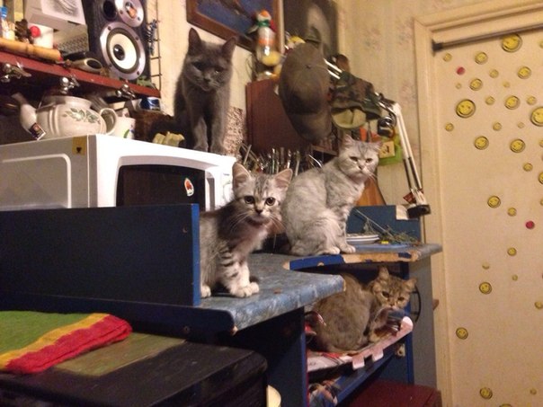 Котенок Дохлик щас