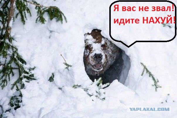 Медведь выбирается из берлоги после спячки