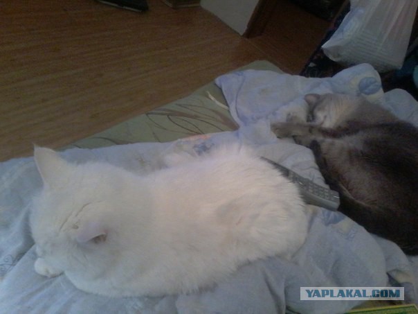 Котовторник 24.03.2015