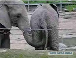 Суровые индийские дети