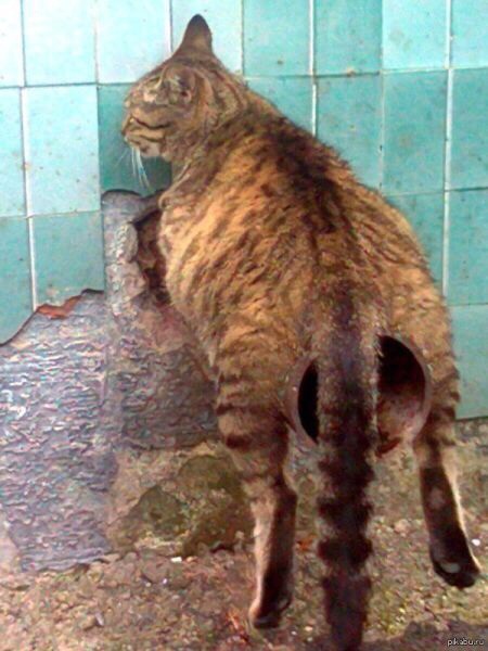 Известные котомемы.