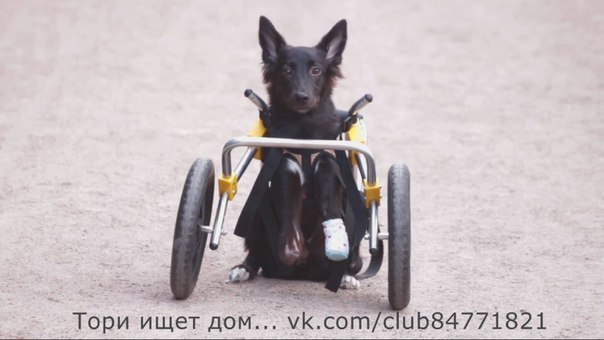 Малышка Тори