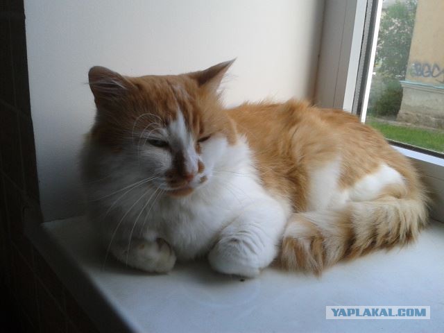 Котовторник 18.08.2015