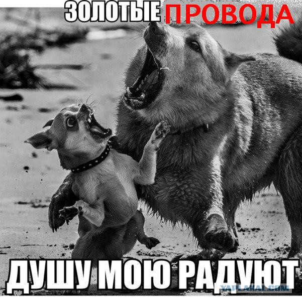 Золотые провода: как разводят лохов.