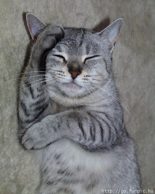 Коты, кошки, котята