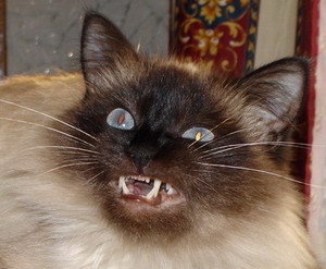 Коты, кошки, котята