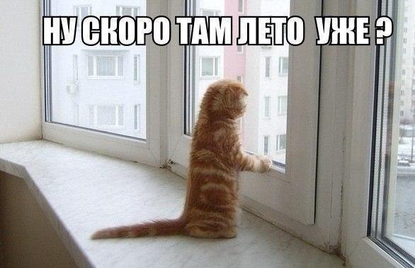 Весёлые картинки