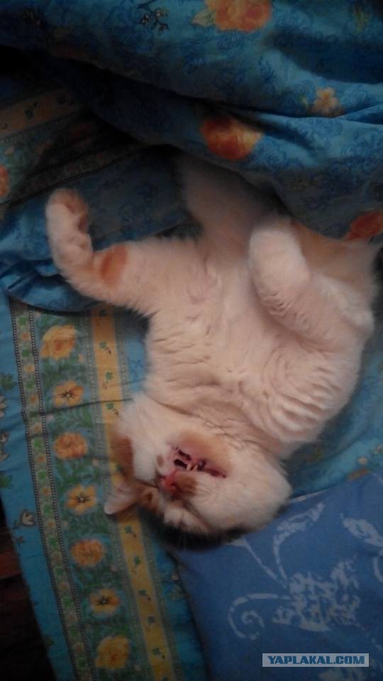 Котовторник 16.02.16