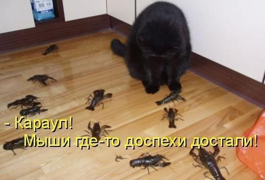 Мохнатые беспредельщики