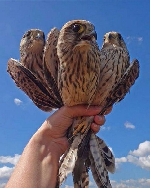 Божьи твари