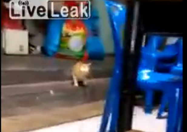 Крысиные бои.