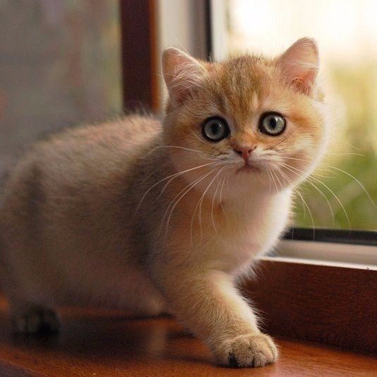 Коты из сети