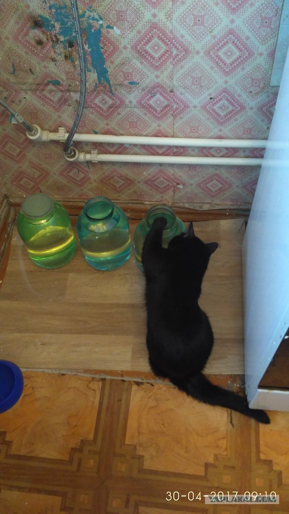 Котовторник 2.05.2017
