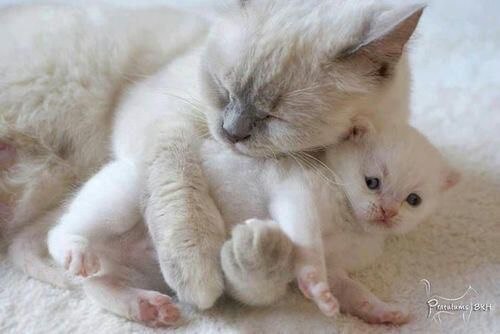 Коты и Кошки