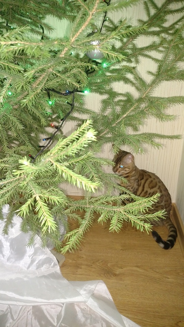 Котовторник 9.01.2018