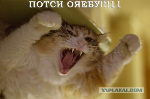 Кошак в шоке
