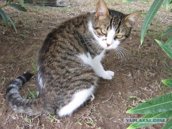 Как же можно про котовторник забыть?!