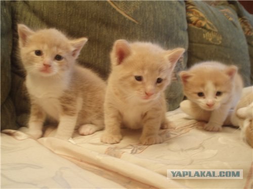 Котовторник 4.01.2011 - первый котовторник года