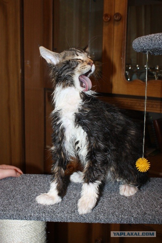 Котовторник