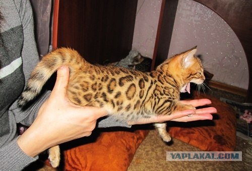 Котовторник на середину июня
