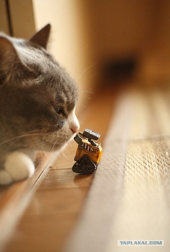 Состоятельный котовторник