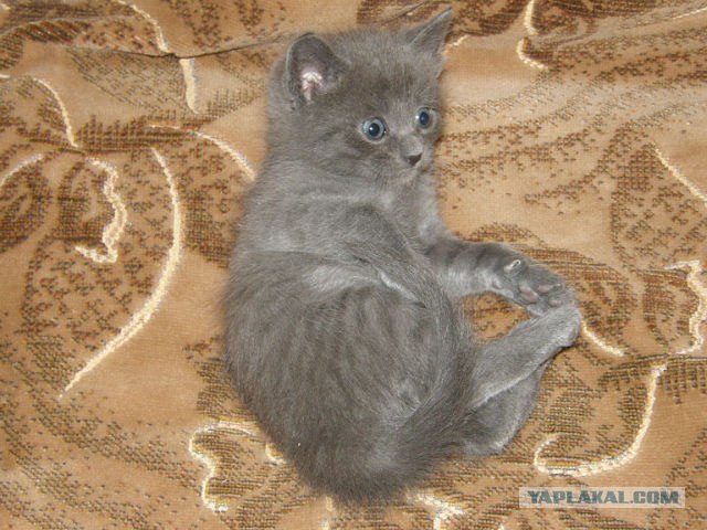 Котовторник 22.11.11
