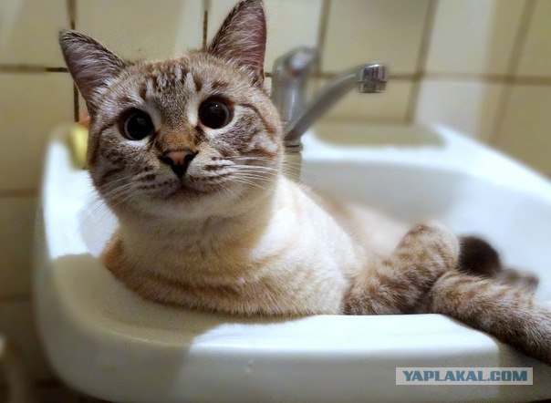 Котовторник (28.02.2012)