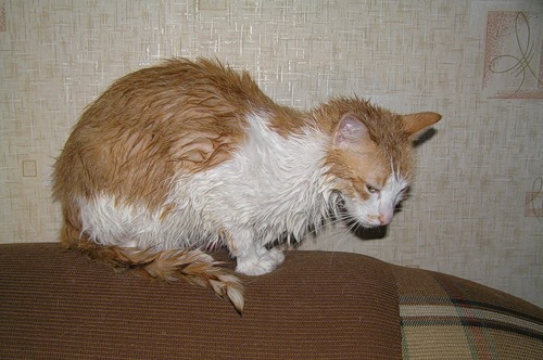 Котовторник 10.04.2012
