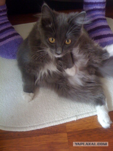 Котовторник  4.09.12