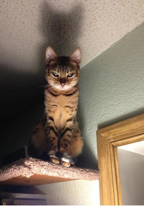 Котовторник однако