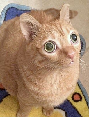 Забавные фото котеек