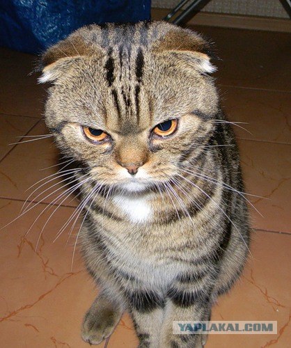 Кому котика?