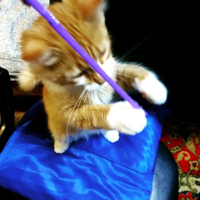 Давайте по котикам, которые с нами на самоизоляции