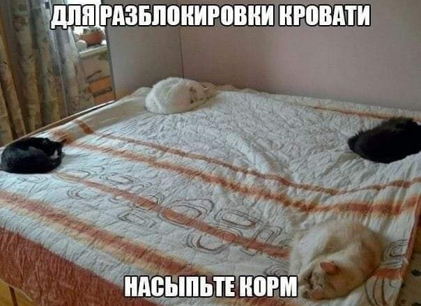 В завершение котовторника.