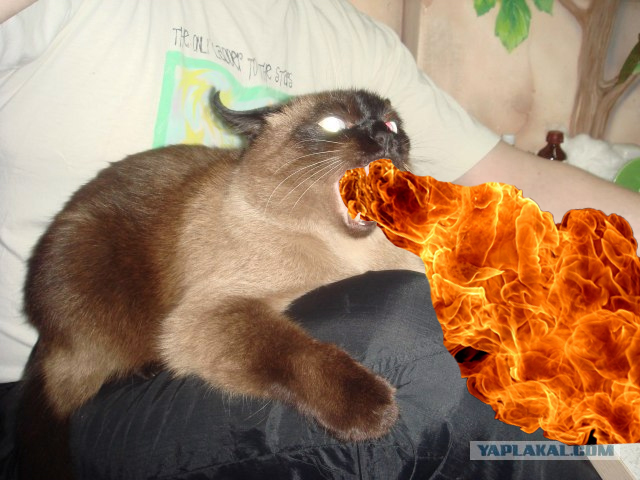 Фотожаба: Что с котэ?