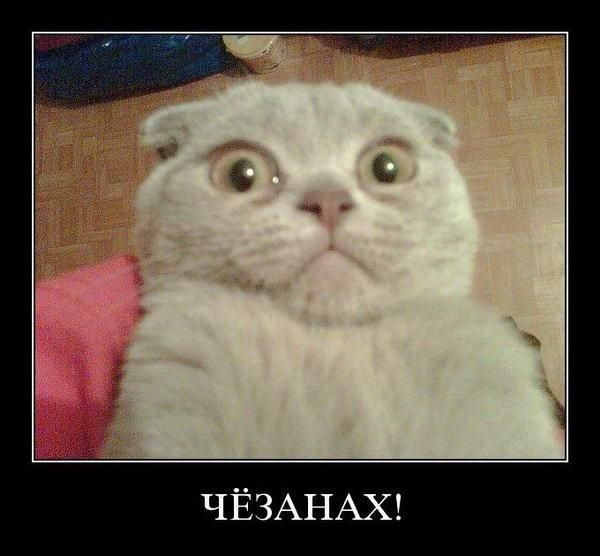 Кошачий погром